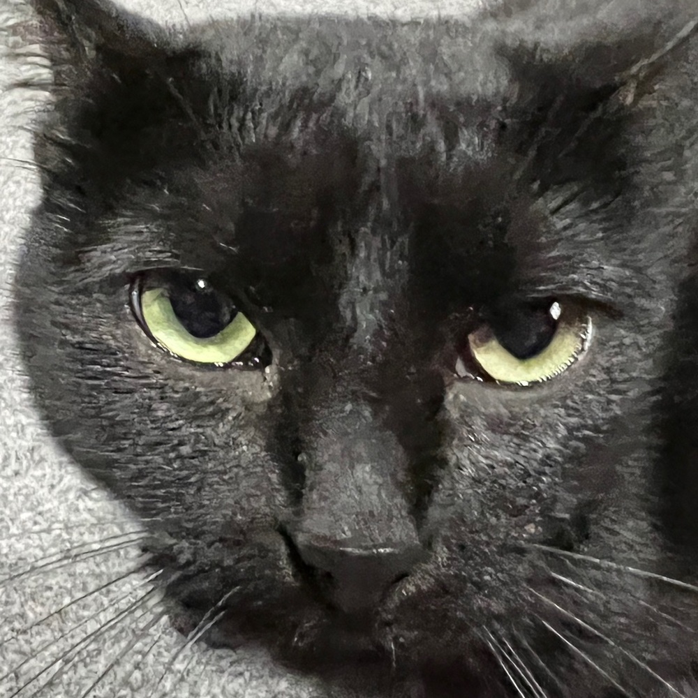 Meet your Posher, Lacey
